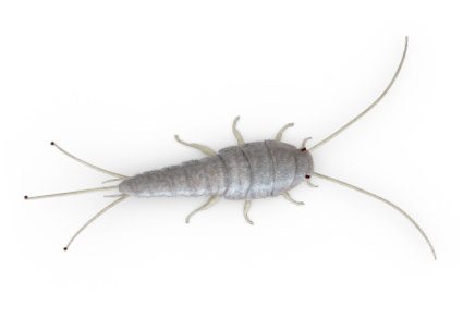  alanya Gümüşçün İlaçlama