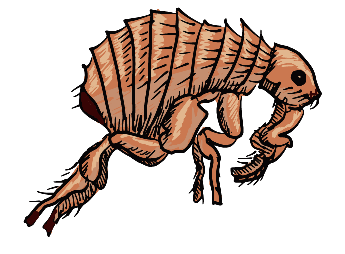  alanya Alanya Pire İlaçlama